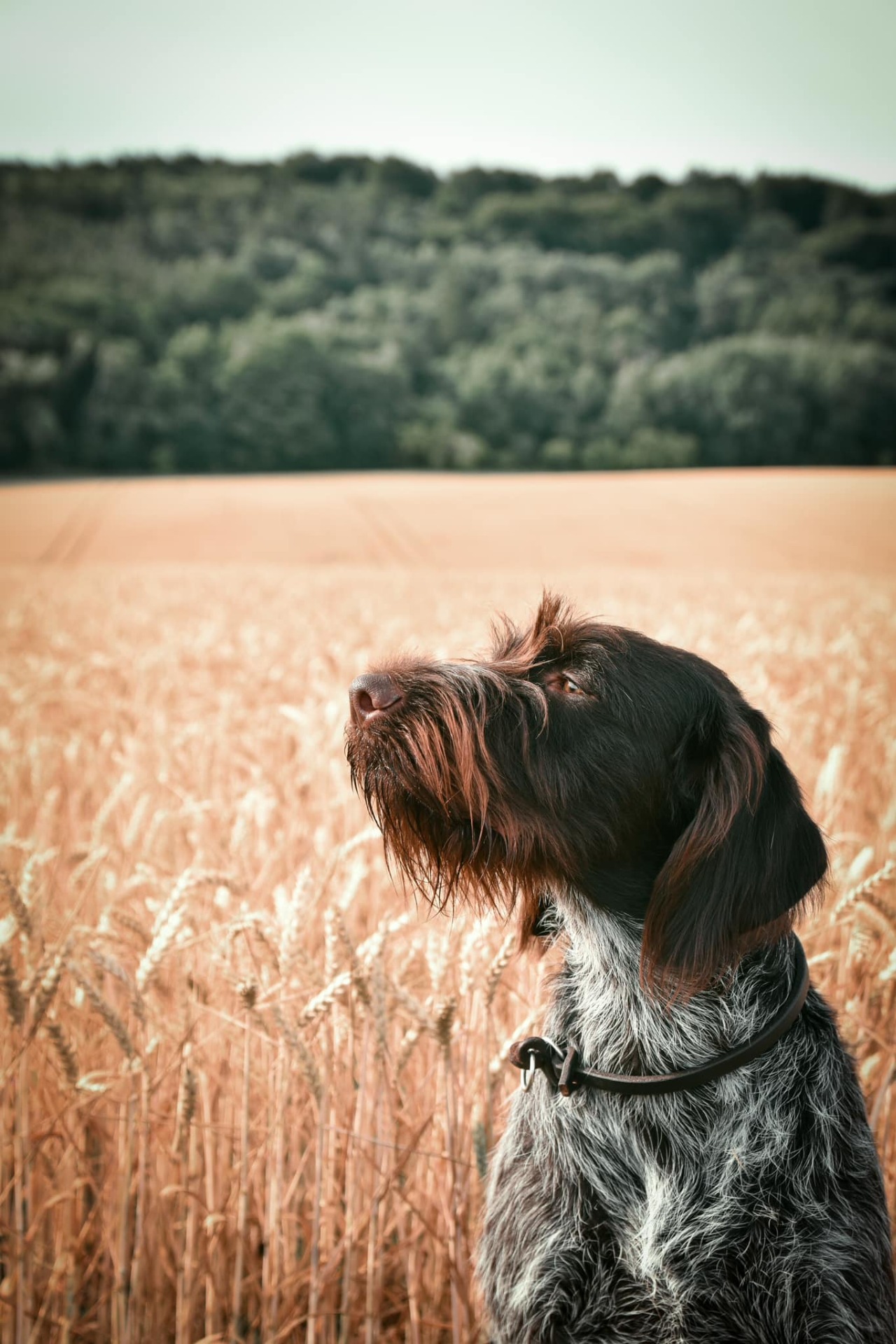 Etna od Pálavských vršků